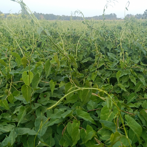 內蒙何首烏種植戶